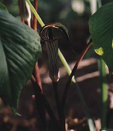 Arisamea triphyllum 