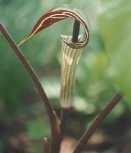 Arisamea triphyllum 