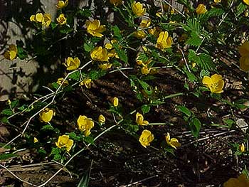 Kerria japonica 'Shannon'
