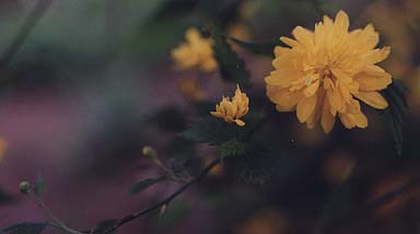 Kerria japonica 'Flore Pleno'