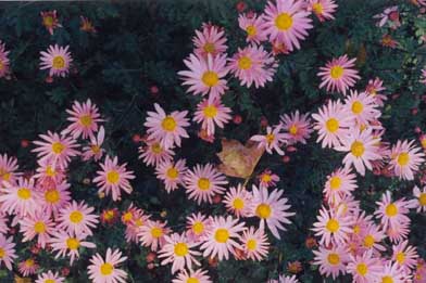 Dendranthemum syn. Chrysanthemum 'Single Korean'