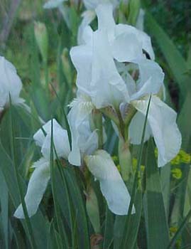 Iris media 'Lilliput White'