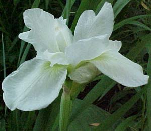 Iris siberica 'Limeheart'