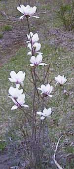 Magnolia soulangiana 