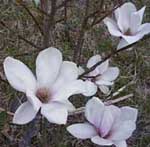 Magnolia soulangiana 