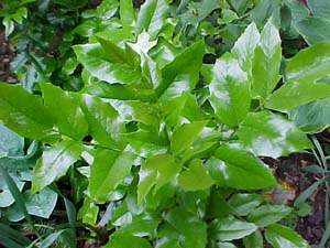 Mahonia aquifolium 