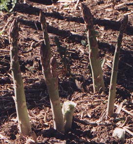 Asparagus officinalis 'Martha Washington'