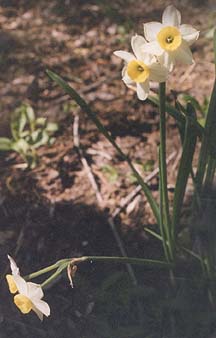 Narcissus 'Minnow'