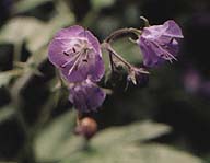 Phacelia bipinnatifida Purple Phacelia