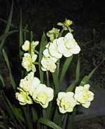 Narcissus Unknown