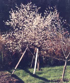 Prunus avium 'Northern Star'