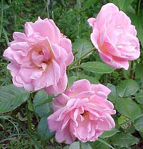 Rosa 'Nymphenburg'