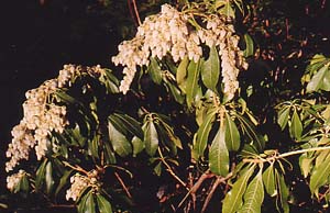 Pieris japonica 
