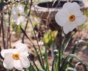Narcissus poëticus 