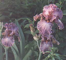 Iris germanica 'Queen in Calico'