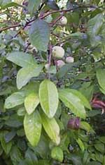 Chaenomeles japonica (unknown)