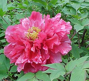 http://mareltrout.net/images/plants/redpeony052901.jpg