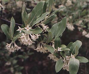 Elaeagnus umbellata 