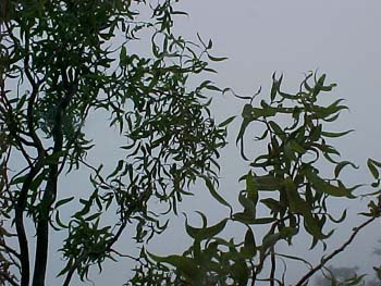 Salix matsudana 