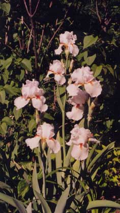 Iris germanica 'Henry Shaw'