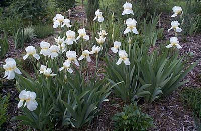 Iris germanica 'Lacy Snowflake'