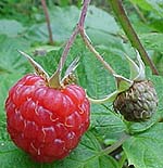 Rubus idaeus 'Taylor Red'
