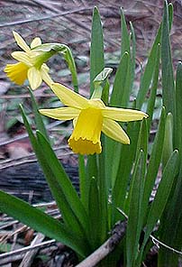 Narcissus 'Tete-a-Tete'