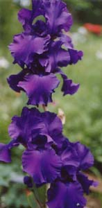 Iris germanica 'Titan's Glory'