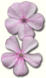variegated phlox seedling