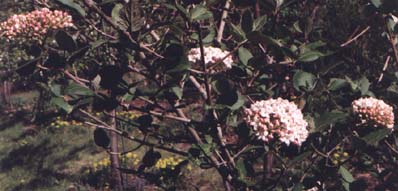 Viburnum carlcephalum (species)