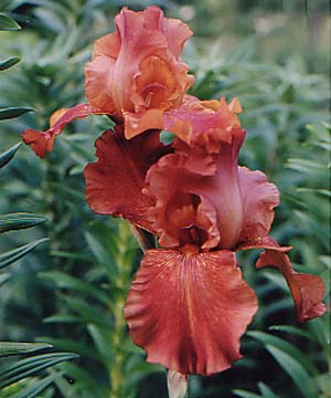 Iris germanica 'Vita Fire'