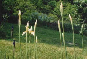 Iris siberica 'Snow Queen'