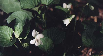 Viola sororia 'Albiflora'
