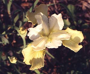 Iris siberica 'Dreaming Yellow'