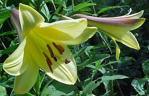 Lilium longiflorum Unknown Cultivar