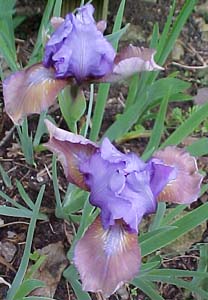 Iris pumila 'Zounds'