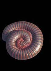Millipede and Quarter